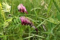 Vicia benghalensis