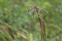 Carex pendula
