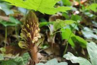 Orobanche hederae