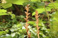Orobanche hederae