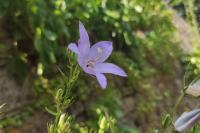 Campanula pyramidalis