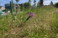 Agrostemma githago