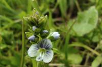Veronica serpyllifolia