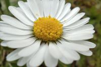 Bellis perennis