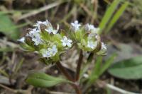 Valerianella locusta