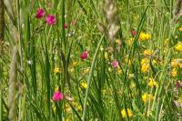 Lathyrus nissolia