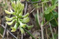 Astragalus glycyphyllos