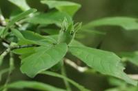 Crataegus germanica