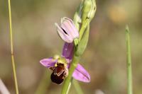 Ophrys apifera