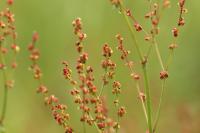 Rumex acetosella