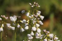 Cardamine pratensis