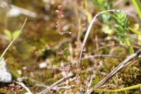 Galium parisiense