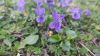 Viola odorata