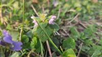 Lamium purpureum
