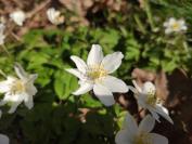 Anemone nemorosa