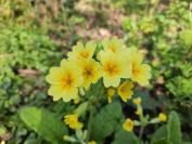 Primula elatior