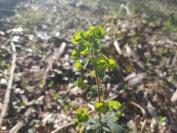 Euphorbia amygdaloides