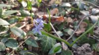 Scilla bifolia