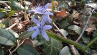 Scilla bifolia
