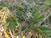 Potentilla sterilis