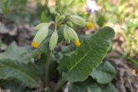 Primula veris