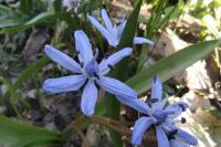 Scilla bifolia