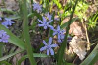Scilla bifolia