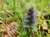 Ajuga reptans