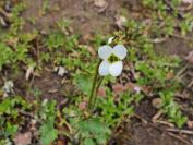 Saxifraga granulata