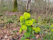 Euphorbia amygdaloides