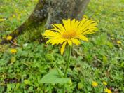 Doronicum x excelsum
