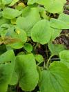 Doronicum x excelsum