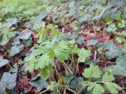 Corydalis solida