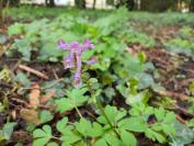 Corydalis solida
