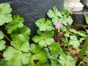 Geranium lucidum