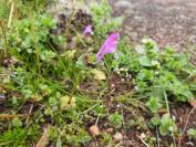 Lamium amplexicaule