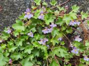 Cymbalaria muralis