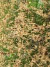 Carex