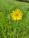 Tragopogon pratensis