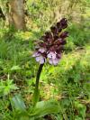 Orchis purpurea