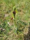 Ophrys aranifera