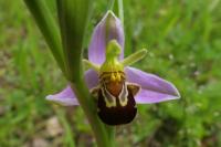 Ophrys apifera