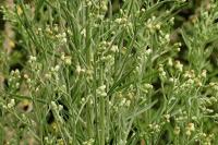 Erigeron sumatrensis