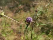 Succisa pratensis
