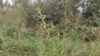 Dittrichia graveolens