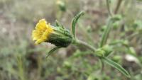 Dittrichia graveolens