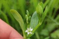 Stellaria alsine