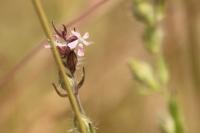 Silene gallica