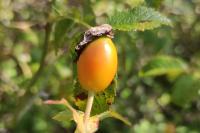 Rosa agrestis
