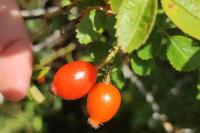 Rosa rubiginosa